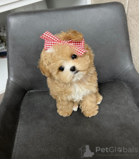 Photo №2 de l'annonce № 43066 de la vente caniche (jouet) - acheter à Puerto Rico éleveur