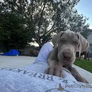 Photo №3. L'achat de Deense dogpuppy. Belgique