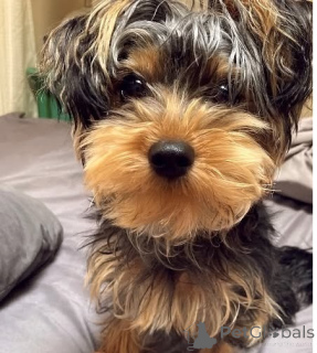 Photo №2 de l'annonce № 136163 de la vente yorkshire terrier - acheter à La Grande-Bretagne annonce privée