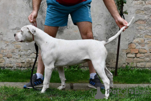 Photo №4. Je vais vendre bouledogue américain en ville de Kovin. annonce privée - prix - négocié