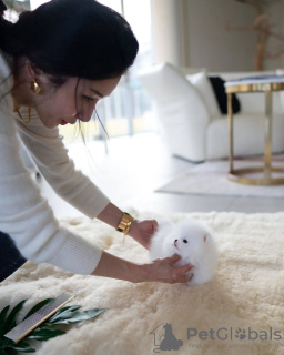 Photo №3. Красивые щенки помеotreve. Fédération de Russie