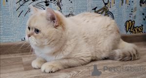 Photo №1. chat chinchilla - à vendre en ville de Москва | négocié | Annonce № 138776