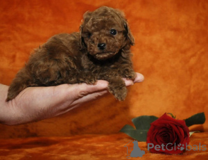 Photo №1. caniche (jouet) - à vendre en ville de Helsinki | négocié | Annonce №173449