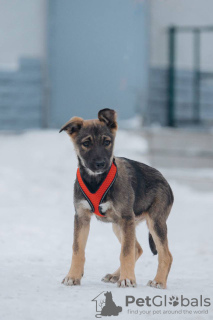 Photo №2 de l'annonce № 127491 de la vente chien bâtard - acheter à Fédération de Russie annonce privée