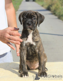 Photo №1. cane corso - à vendre en ville de Vršac | négocié | Annonce №71633