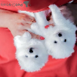 Photo №2 de l'annonce № 92455 de la vente spitz nain - acheter à Pologne annonce privée