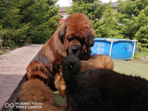 Photos supplémentaires: Mastiff tibétain