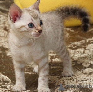 Photo №1. bengal - à vendre en ville de Stockholm | 750€ | Annonce № 153192