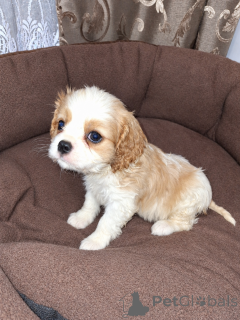 Photo №3. Chiots Cavalier King Charles Spaniel.. Estonie
