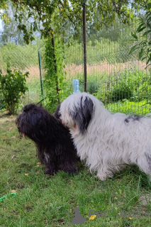 Photo №2 de l'annonce № 19433 de la vente odis - acheter à Pologne éleveur