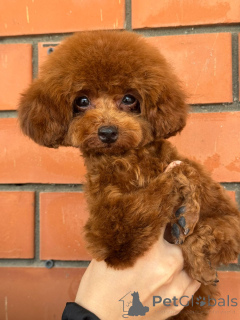 Photo №4. Je vais vendre caniche (nain) en ville de Krasnodar.  - prix - 3018€