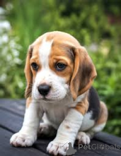 Photo №4. Je vais vendre beagle en ville de Luxembourg. annonce privée, éleveur - prix - 700€