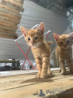 Photo №1.  - à vendre en ville de Minsk | Gratuit | Annonce № 148880