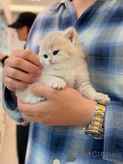 Photo №3. Des chatons British Shorthair doux et affectueux prêts pour de nouvelles. Allemagne