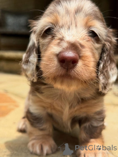 Photo №4. Je vais vendre teckel en ville de Aarau. éleveur - prix - 750€