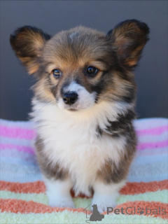 Photo №2 de l'annonce № 159376 de la vente welsh corgi - acheter à Allemagne éleveur