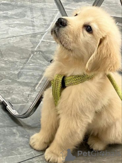 Photo №1. labrador retriever - à vendre en ville de Geafrees | 580€ | Annonce №175100