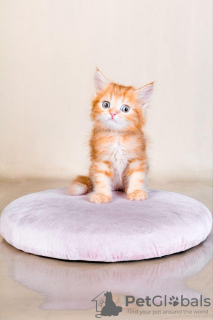 Photo №1. maine coon - à vendre en ville de West Hollywood | 293€ | Annonce № 122040