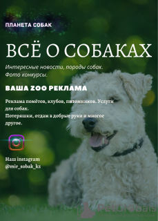 Photo №1. akita (chien) - à vendre en ville de Saint-Pétersbourg | Gratuit | Annonce №7378