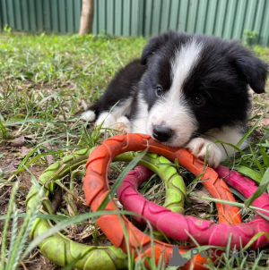 Photo №2 de l'annonce № 47505 de la vente border collie - acheter à L'Autriche annonce privée