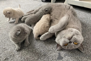 Photo №1. british shorthair - à vendre en ville de ESENS | 350€ | Annonce № 173913