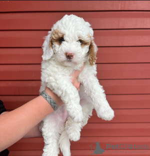 Photos supplémentaires: Adorables chiots à adopter