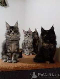 Photo №1. maine coon - à vendre en ville de Гриндельвальд | Gratuit | Annonce № 129226