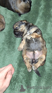 Photo №3. Chiots shi-tzu pure. La Lettonie