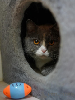 Photo №2 de l'annonce № 155967 de la vente scottish straight - acheter à Fédération de Russie annonce privée