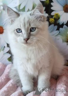 Photo №2 de l'annonce № 154384 de la vente neva masquerade - acheter à Ukraine annonce privée, de la fourrière, éleveur