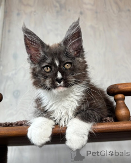 Photo №1. maine coon - à vendre en ville de Galacia | négocié | Annonce № 155700