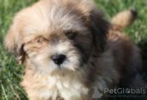 Photo №2 de l'annonce № 126953 de la vente lhassa apso - acheter à Allemagne annonce privée