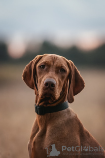 Photo №3. Chiot Vizsla hongrois. Biélorussie