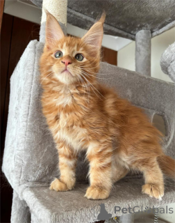 Photo №1. maine coon - à vendre en ville de Achaern | 350€ | Annonce № 151542