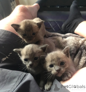 Photo №1. burmese - à vendre en ville de Münchberg | 350€ | Annonce № 178444