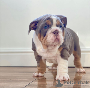 Photo №2 de l'annonce № 112246 de la vente bulldog anglais - acheter à L'Autriche annonce privée