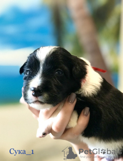 Photo №1. border collie - à vendre en ville de Barnaul | 1848€ | Annonce №43042