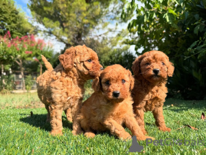 Photo №1. caniche (nain) - à vendre en ville de Amsterdam | négocié | Annonce №160835
