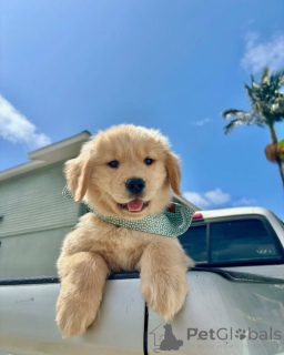 Photo №3. Rencontrez Cooper le soleil en fourrure ! Fidèle, intelligent et toujours prêt à. Pays Bas