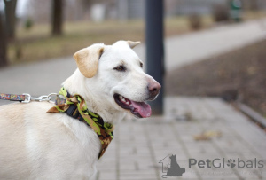 Photo №3. White Beauty Eve est à la recherche d'une maison!. Fédération de Russie