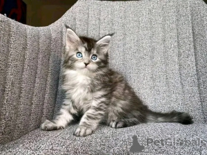 Photo №2 de l'annonce № 138099 de la vente maine coon - acheter à Allemagne 