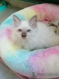 Photo №1. sacré de birmanie - à vendre en ville de Basse | Gratuit | Annonce № 161901