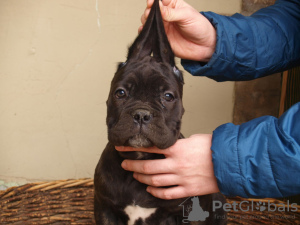 Photos supplémentaires: Chiots cane corso à vendre