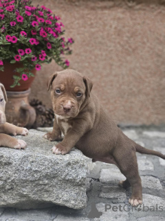 Photo №2 de l'annonce № 140709 de la vente american bully - acheter à Serbie éleveur