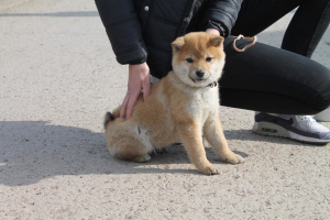 Photos supplémentaires: Mini hachiko