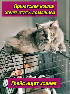 Photo №2 de l'annonce № 153453 de la vente  - acheter à Fédération de Russie annonce privée