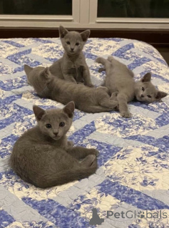 Photo №2 de l'annonce № 157779 de la vente bleu russe - acheter à Allemagne annonce privée