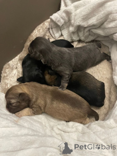 Photo №1. chihuahua - à vendre en ville de Georgetown | 426€ | Annonce №161375