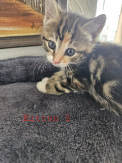 Photo №3. Maine-Coon-Mix-Kätzchen. L'Autriche