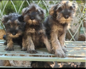 Photos supplémentaires: Chiots Schnauzer nain avec un excellent pedigree